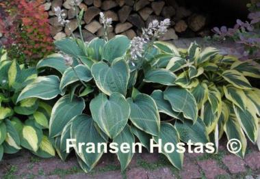 Hosta Alligator Shoes