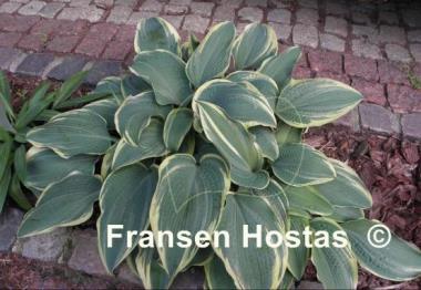 Hosta Alligator Shoes
