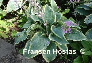 Hosta Alligator Shoes