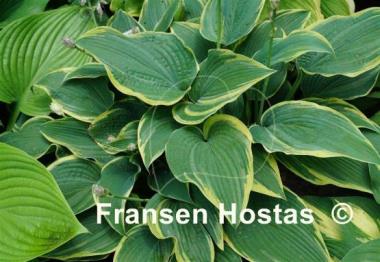 Hosta Alligator Shoes