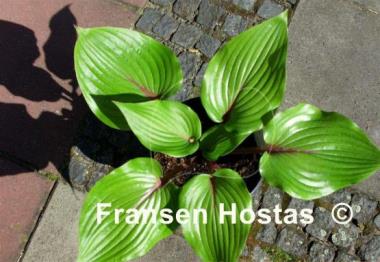 Hosta Almost