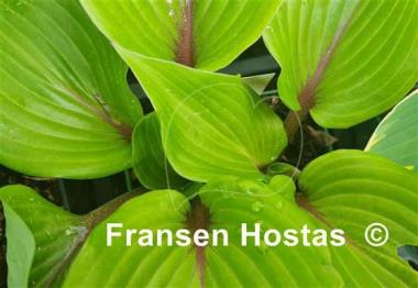 Hosta Almost
