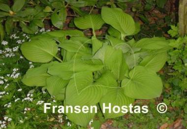 Hosta Alpine Aire