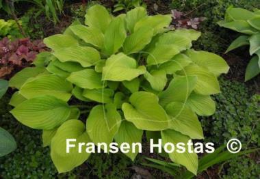 Hosta Alpine Aire