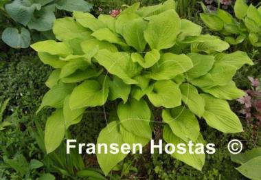 Hosta Alpine Aire