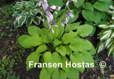 Hosta Alpine Aire
