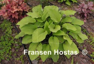 Hosta Alpine Aire
