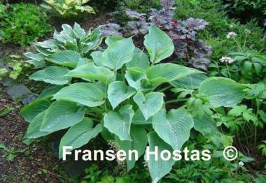 Hosta Alvatine Taylor - Fransen Hostas