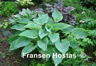 Hosta Alvatine Taylor