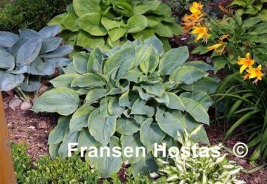 Hosta Alvatine Taylor - Fransen Hostas