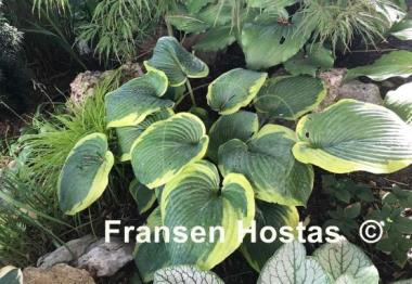 Hosta Alvatine Taylor - Fransen Hostas