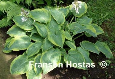 Hosta Alvatine Taylor