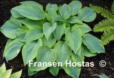 Hosta Alvatine Taylor