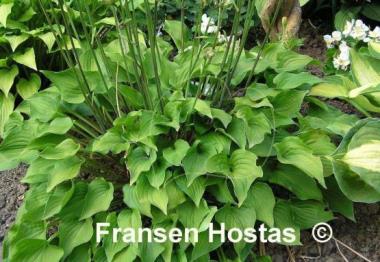 Hosta Amanuma