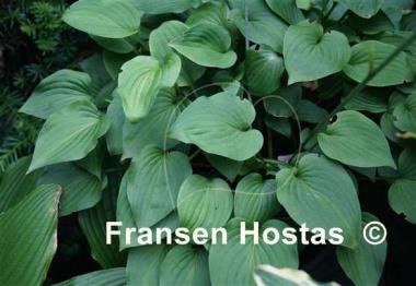 Hosta Amanuma