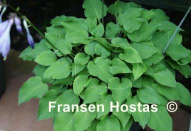 Hosta Amanuma