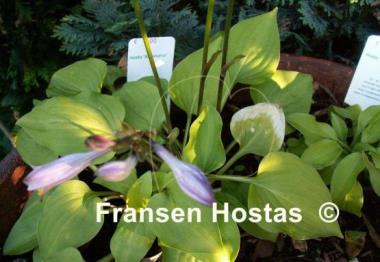 Hosta Amanuma