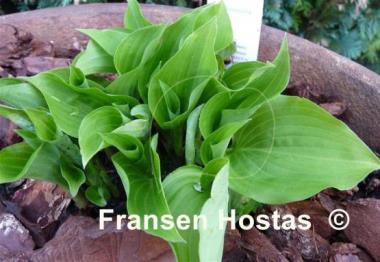 Hosta Amanuma