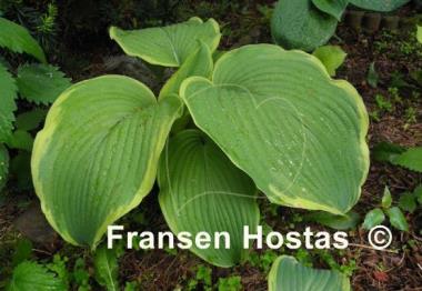 Hosta Amazing Grace