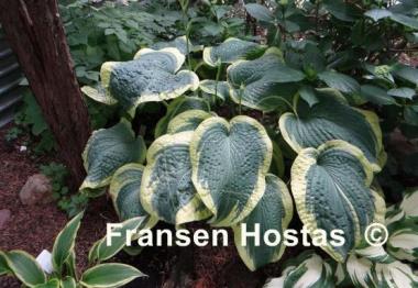 Hosta Amazing Grace