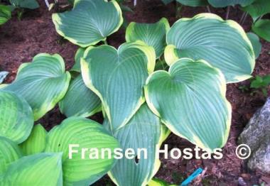 Hosta Amazing Grace