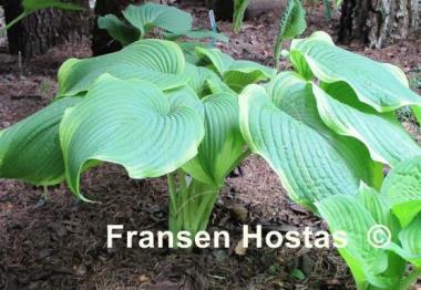 Hosta Amazing Grace