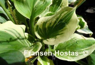 Hosta Amber Maiden