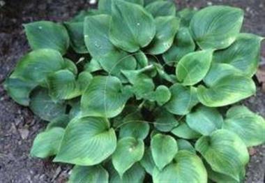Hosta Amber Maiden