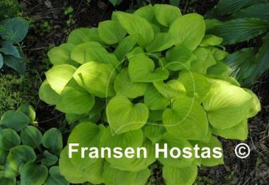 Hosta Amber Tiara