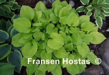 Hosta Amber Tiara