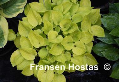 Hosta Amber Tiara