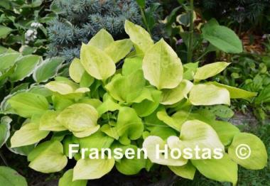 Hosta Amber Tiara
