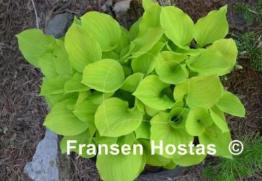 Hosta Amber Tiara