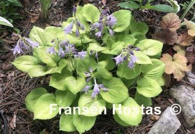 Hosta Amber Tiara