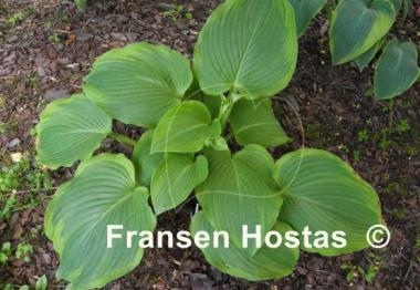 Hosta Amber Waves of Grain