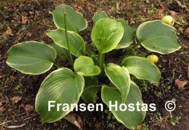 Hosta Amber Waves of Grain