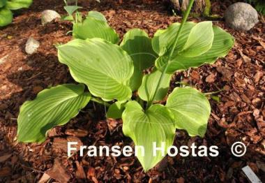 Hosta Amber Waves of Grain