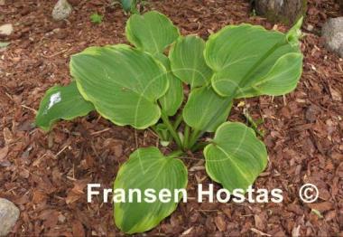 Hosta Amber Waves of Grain