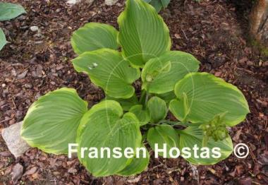 Hosta Amber Waves of Grain