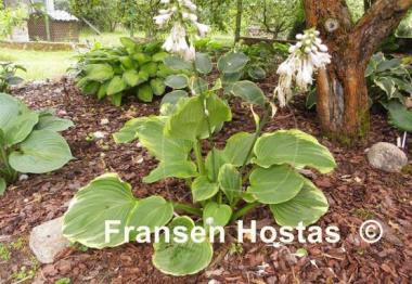 Hosta Amber Waves of Grain
