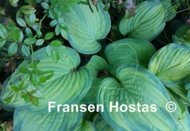 Hosta Ambrosia
