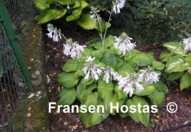 Hosta Ambrosia