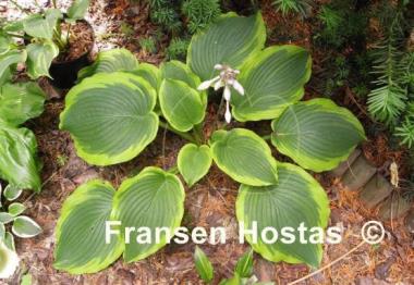 Hosta American Choo Choo