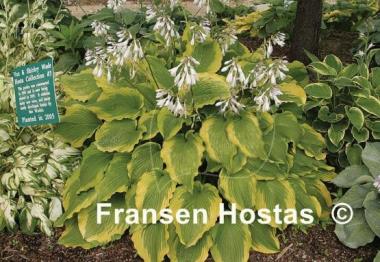 Hosta American Choo Choo