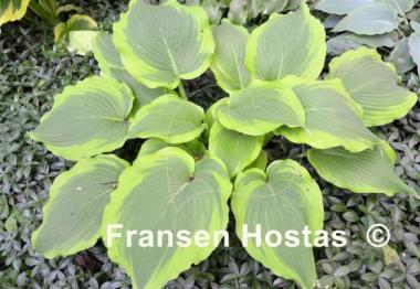 Hosta American Choo Choo