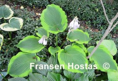 Hosta American Choo Choo