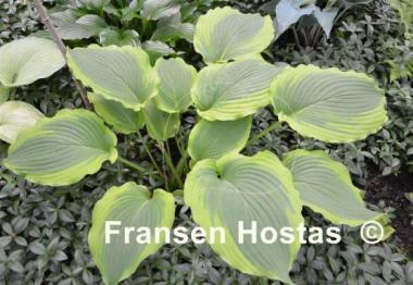 Hosta American Choo Choo
