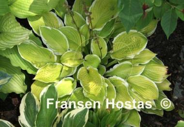 Hosta American Dream