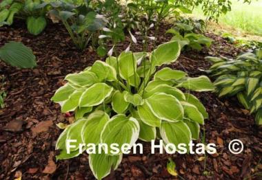 Hosta American Dream