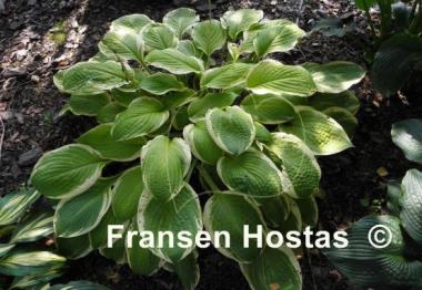 Hosta American Dream